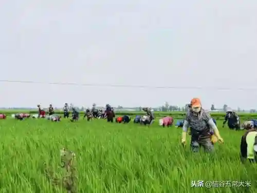 拔草大军的最强阵容搭配