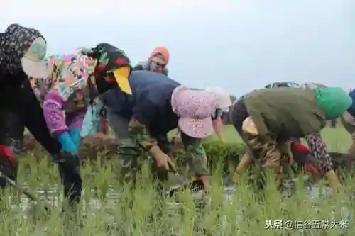 拔草大军的最强阵容搭配