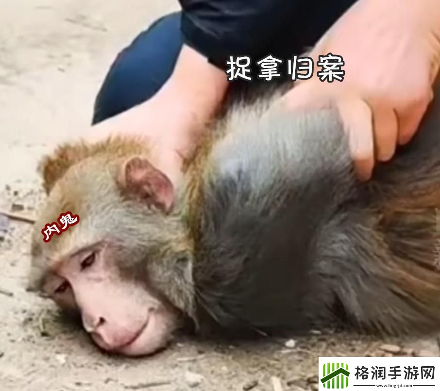 新海盗王有手游了吗
