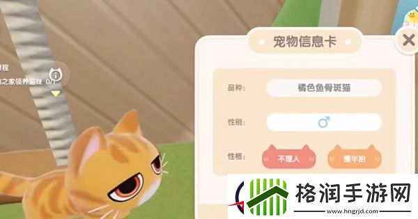 心动小镇养猫攻略