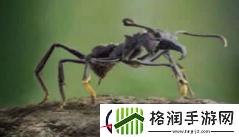 小小蚁国阵容推荐新版