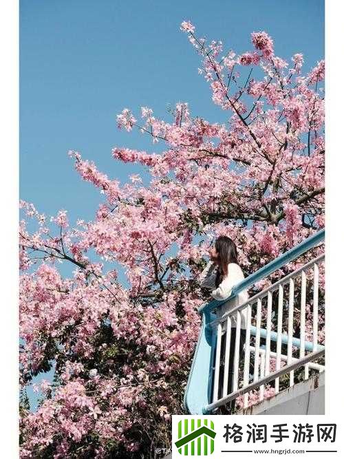 樱花草在线社区