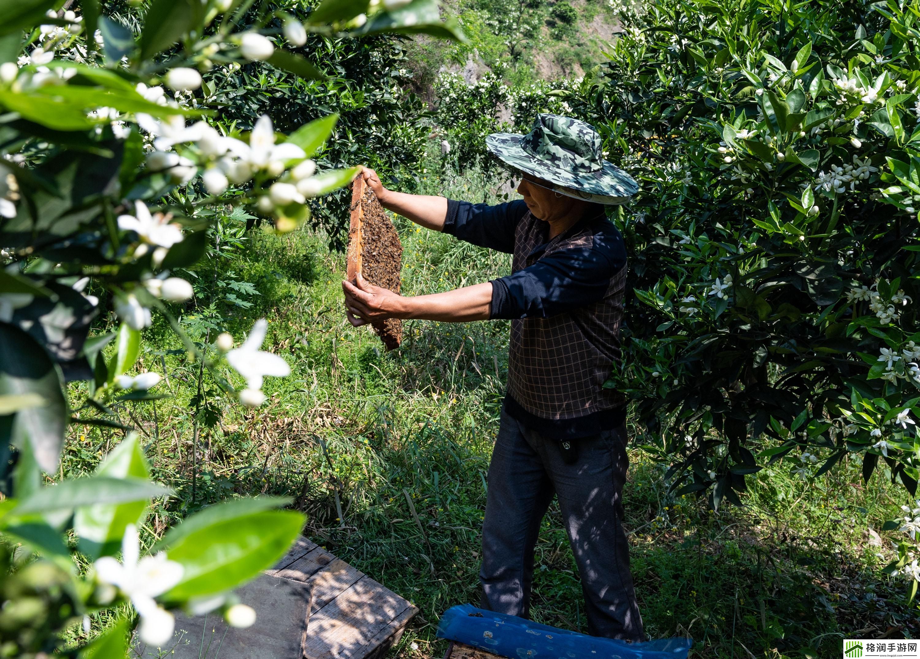 “采蜜1V.1H方橙采意”热议背后