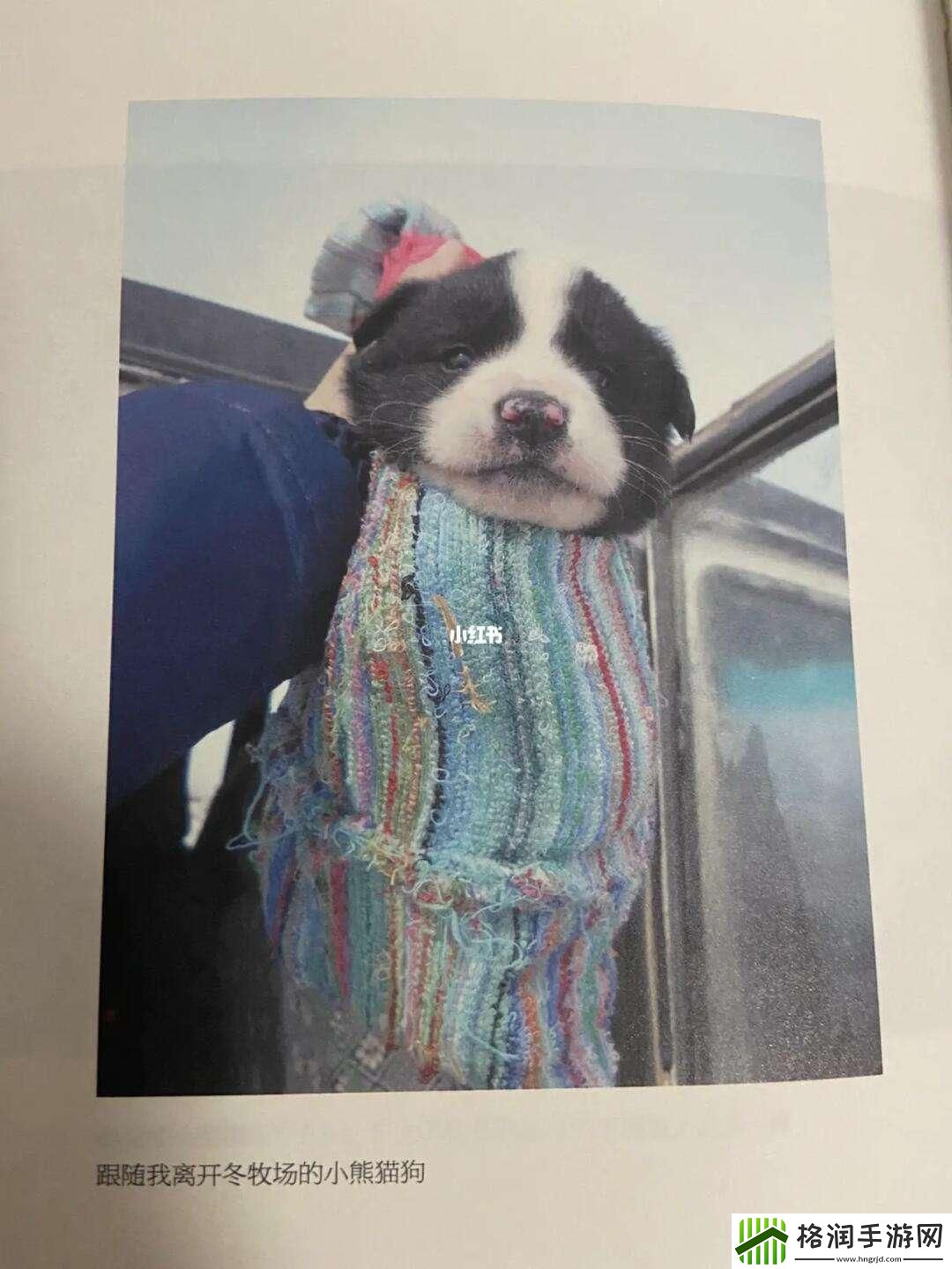 ZOOMSERVO兽狗系列