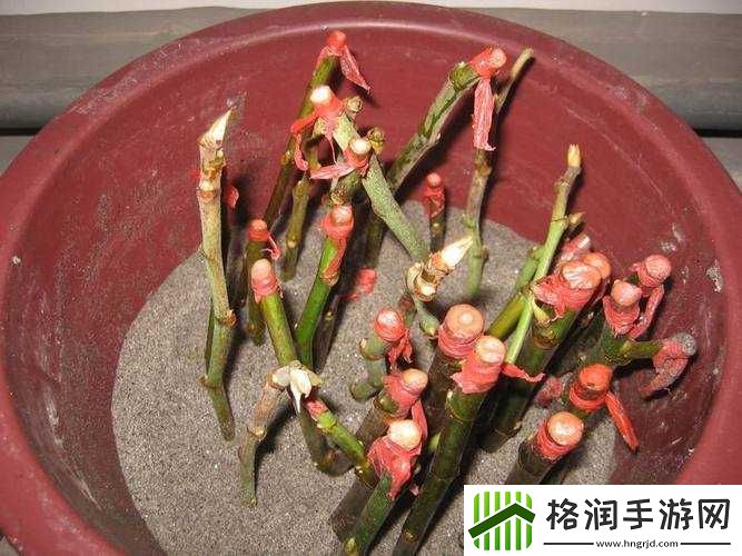 日本人扦插技术