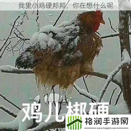 我里小鸡硬邦邦