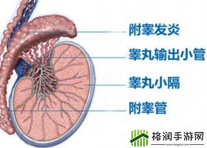 男生蛋蛋疼是怎么回事