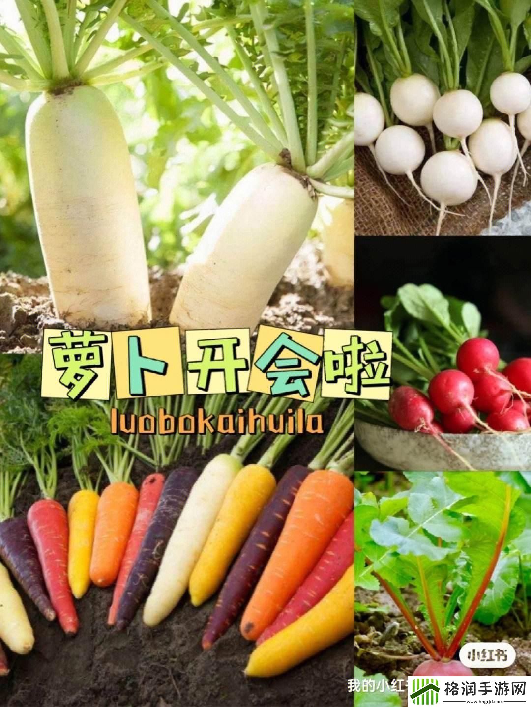 拔萝卜狂潮来袭