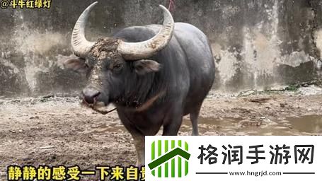 “小皇帝”1v多