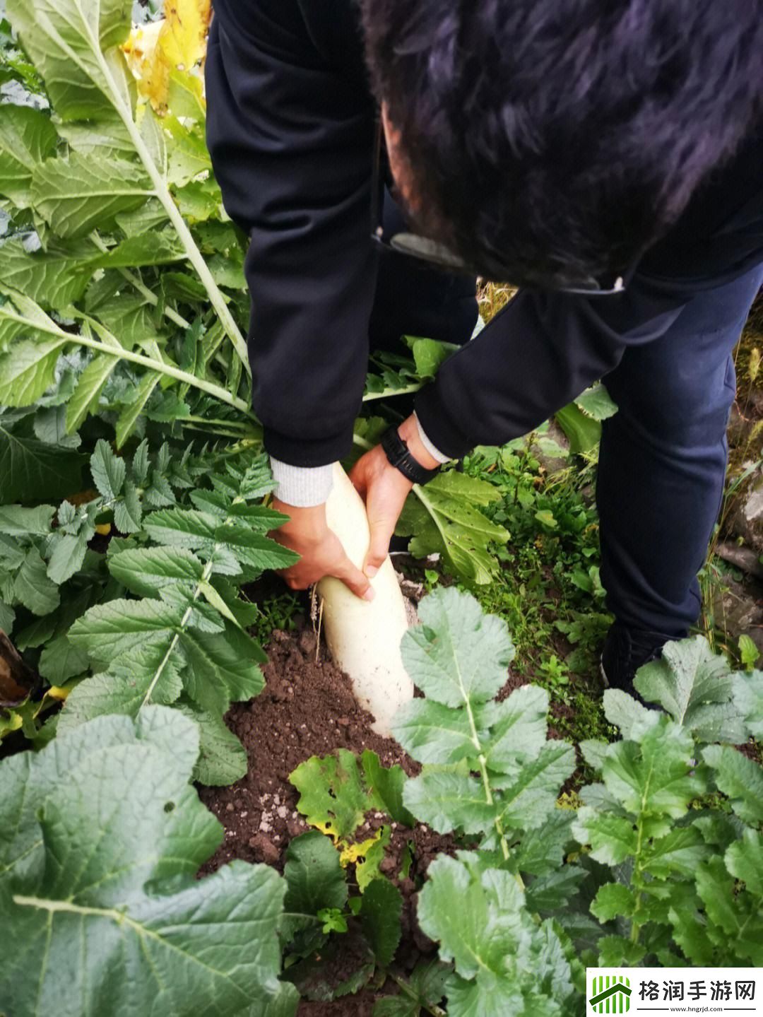 “拔萝卜挤牛奶新现象点燃友热议!”