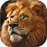 野兽领主新世界2024年最新兑换码