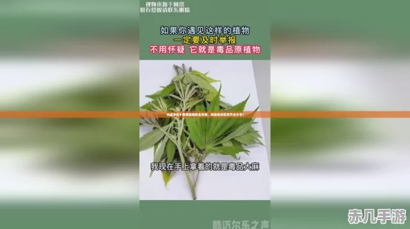 光遇净化十株黑暗植物全攻略网友亲测高效方法分享!