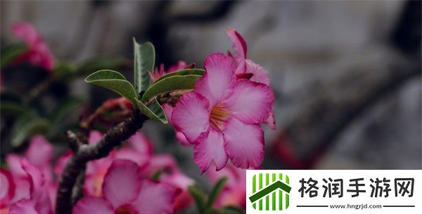 深度交流会banggi哇答4