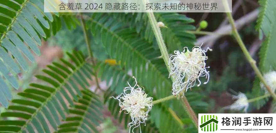 含羞草2024隐藏路径