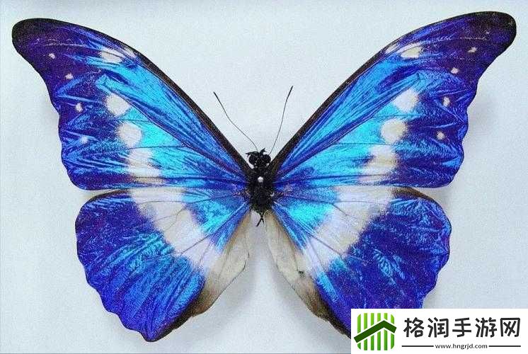 女生稀有的蝴蝶比特征