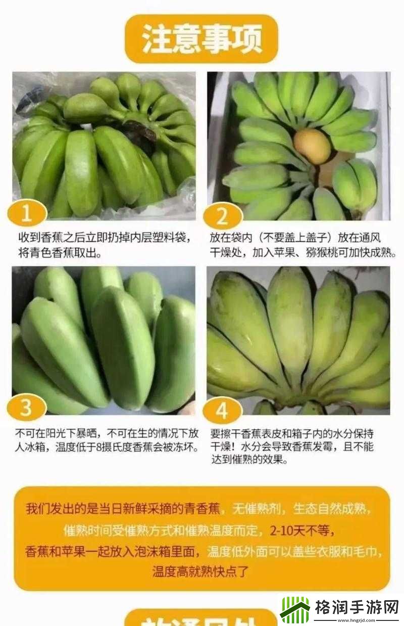 香蕉二十三度催熟