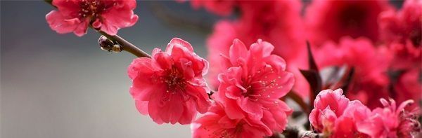 王者荣耀姬小满奖励自己的图片展示