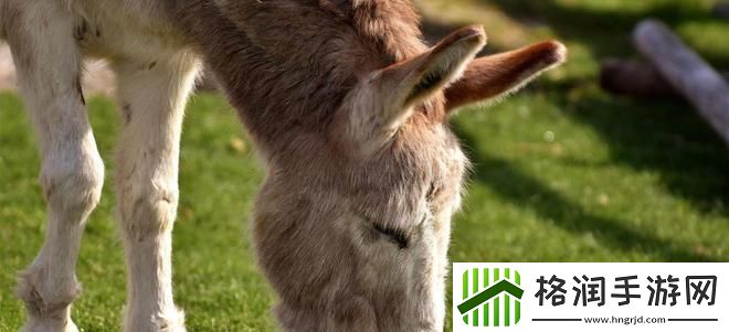 “傻大壮长着驴一样”