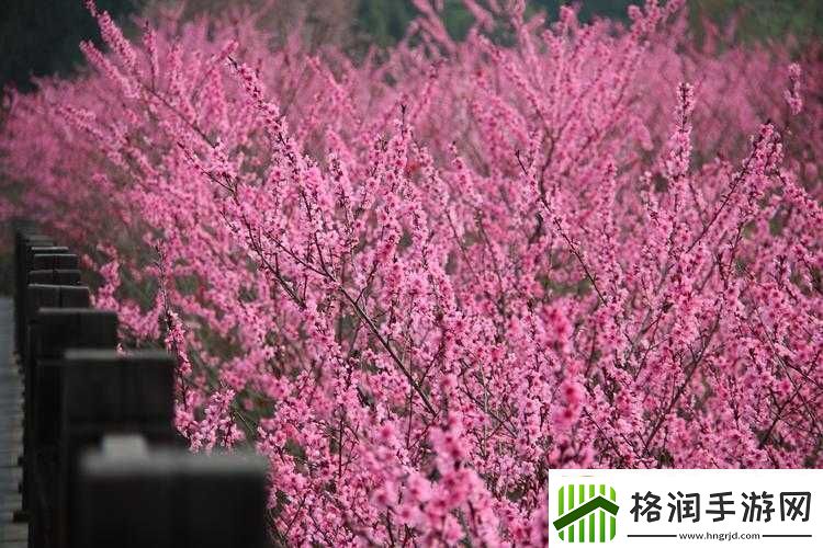 春日繁花似锦踏青赏花正当时