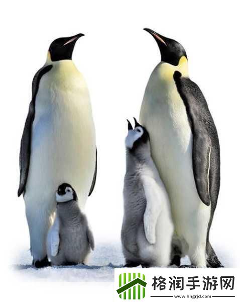 企鹅家族中个体最大的物种是