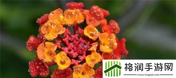 网站免费进入窗口软件2023