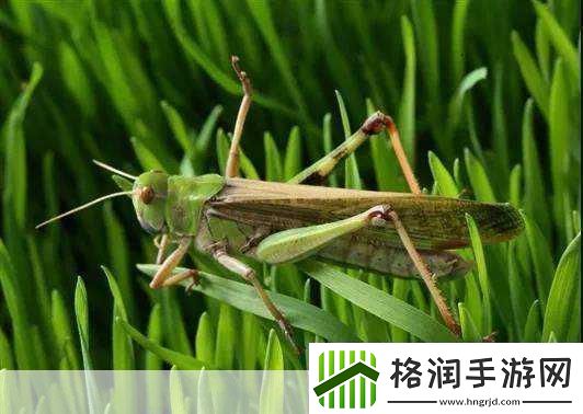 小鸡宝宝考考你蝗虫集体出动时整整齐齐路线一致惊人的蝗灾现象背后