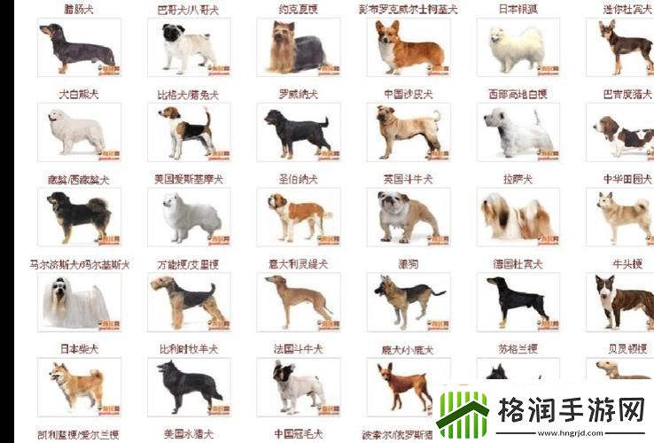 世界名犬品种大全