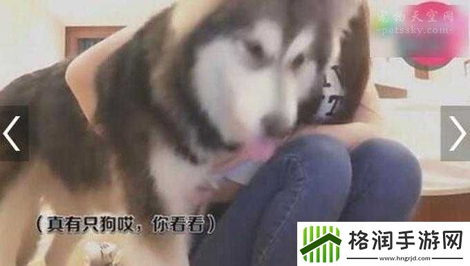 玩人狗大战实现方法