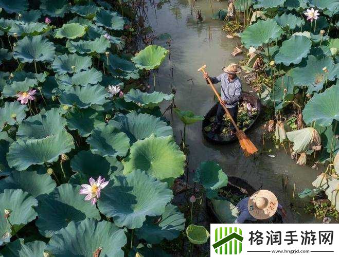 老人船上弄雨荷好吗