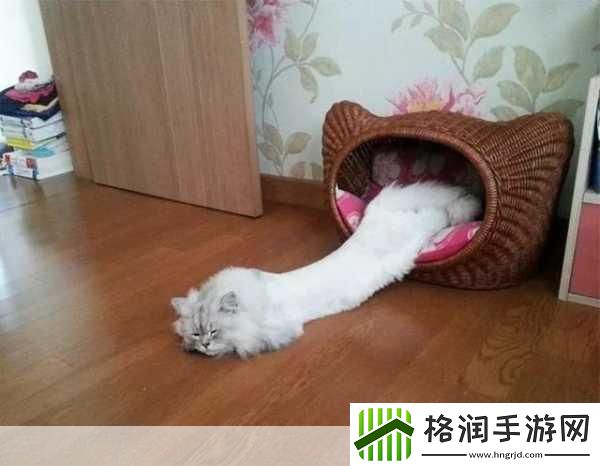 小鸡宝宝考考你为什么猫咪能像液体一样缩在小盒子里