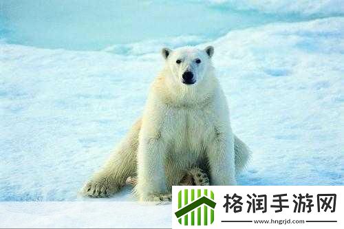 小鸡宝宝考考你北极熊的皮肤是什么颜色的