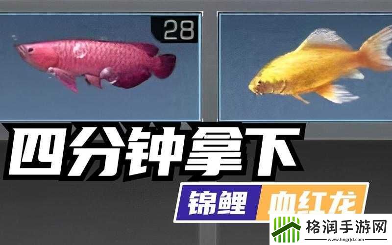 明日之后血红龙鱼饵选择推荐