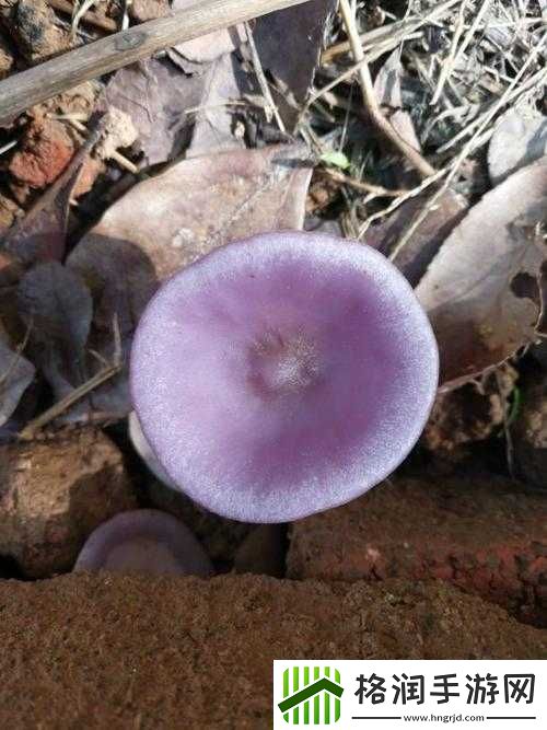 紫色的蘑菇根很粗大能吃吗