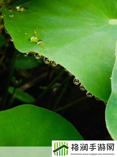 荷叶为什么不沾水的原因