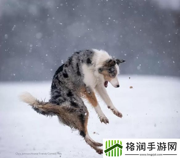 一年一度「搞笑宠物摄影大赛」