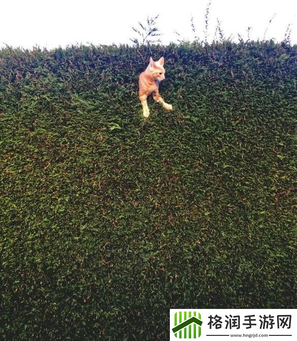 一年一度「搞笑宠物摄影大赛」