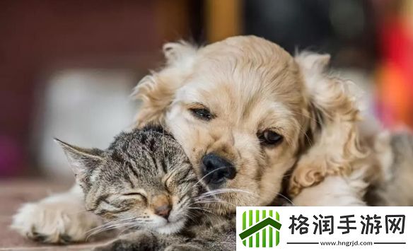 一年一度「搞笑宠物摄影大赛」