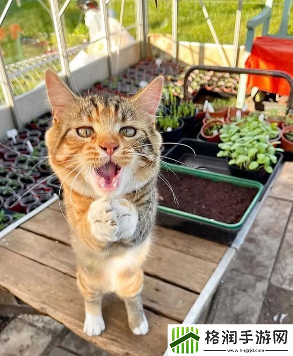 一年一度「搞笑宠物摄影大赛」