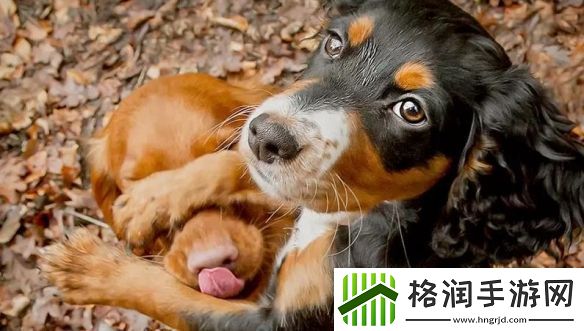 一年一度「搞笑宠物摄影大赛」