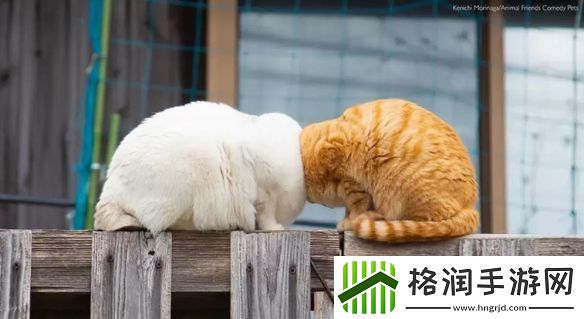 一年一度「搞笑宠物摄影大赛」