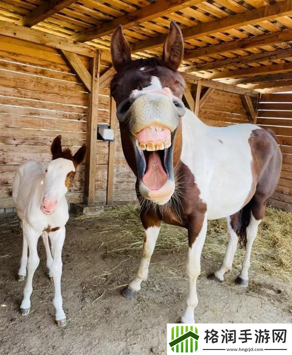 一年一度「搞笑宠物摄影大赛」