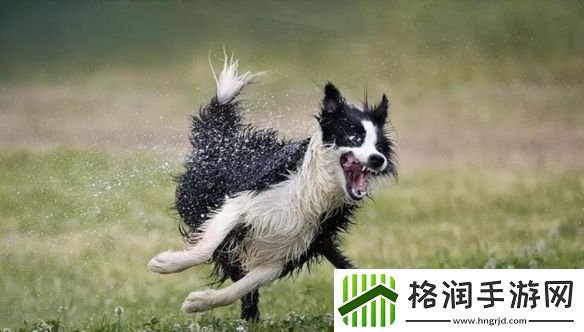 一年一度「搞笑宠物摄影大赛」