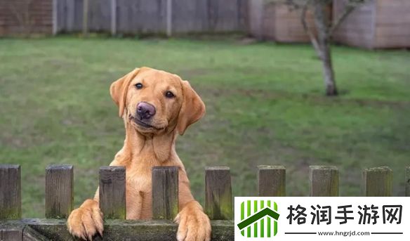 一年一度「搞笑宠物摄影大赛」