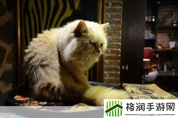 独家揭秘杉田智和献声猫画家喵保