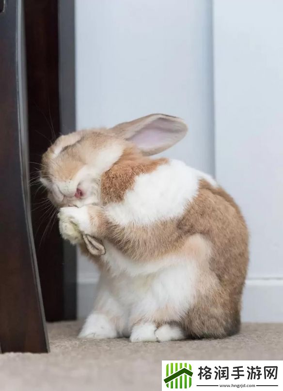 一年一度「搞笑宠物摄影大赛」