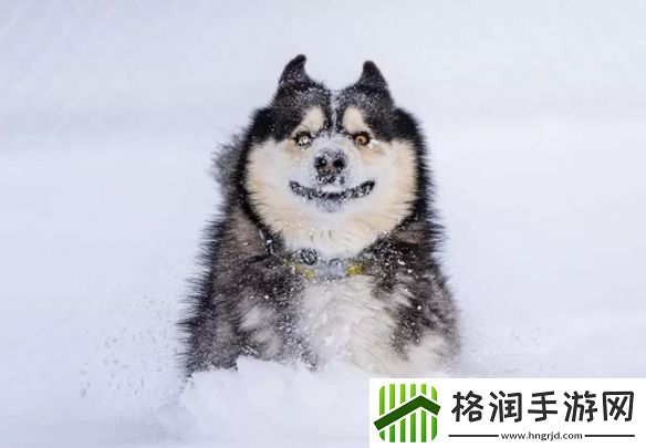 一年一度「搞笑宠物摄影大赛」