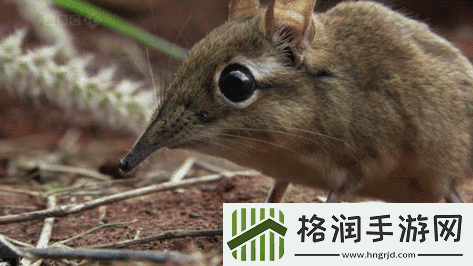 傻大壮长的驴一样的东西究竟为何物