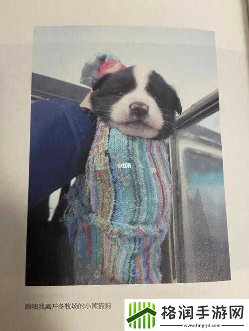 ZOOMSERVO兽狗剧情解析