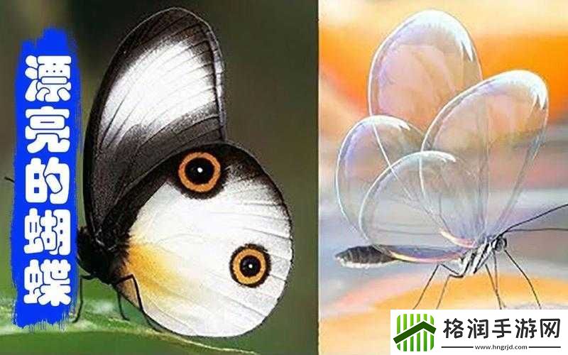 女生稀有蝴蝶比的特征