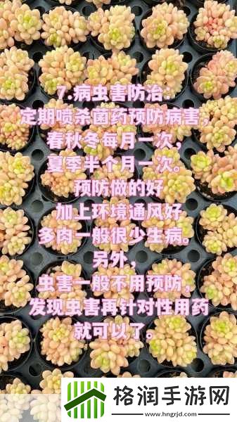 皇家共享小公主多肉养护方法